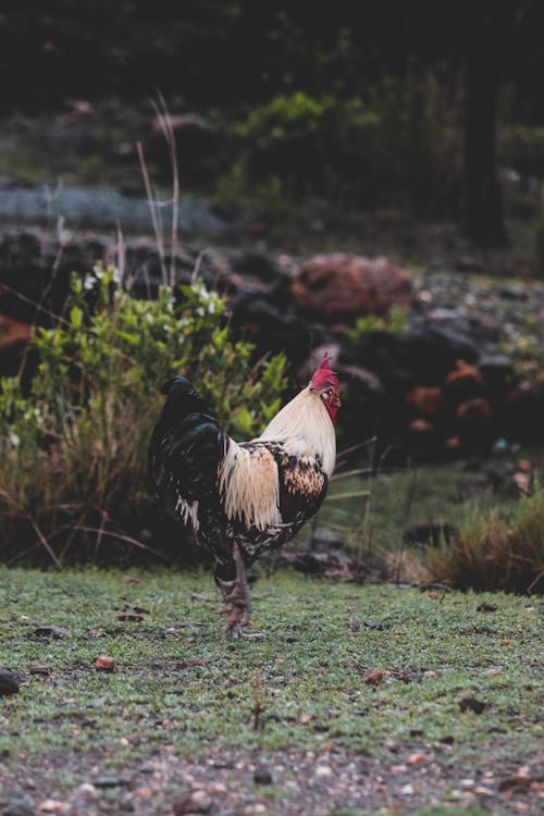 Gratis stockfoto met aarde, aviaire, beest