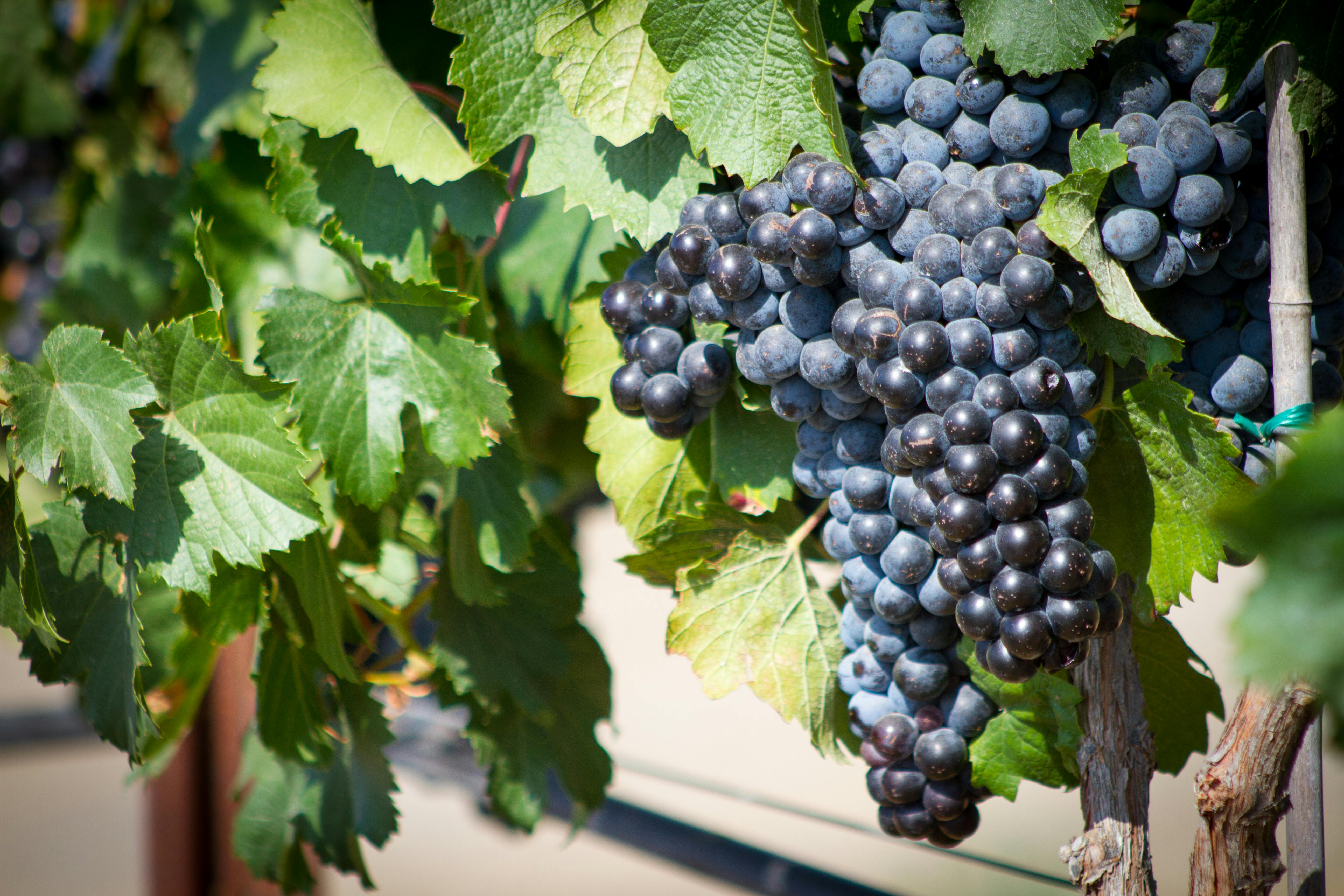 pexels-photo-582921.jpeg?auto=compress&cs=tinysrgb&h=750&w=1260