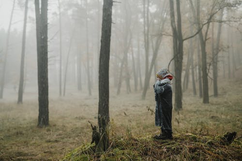 Foto d'estoc gratuïta de arbres, boina de llana, boira