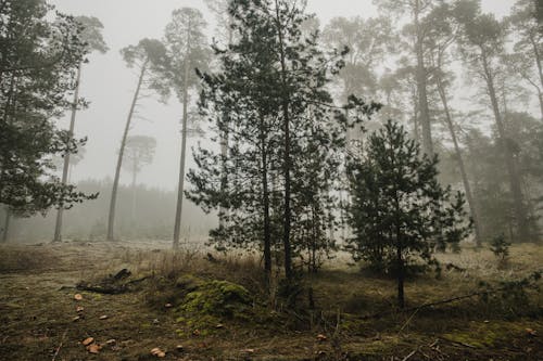 Imagine de stoc gratuită din arbori, ceață, codru