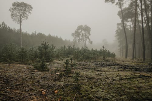 Ingyenes stockfotó fák, köd, lomb témában