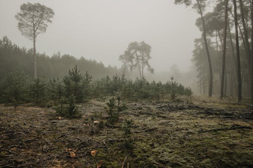 Grass Field Near Green Trees Covered With Fog