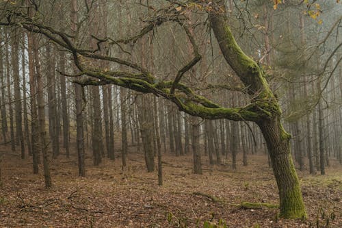 Foto d'estoc gratuïta de arbres marrons, arbres nus, bosc