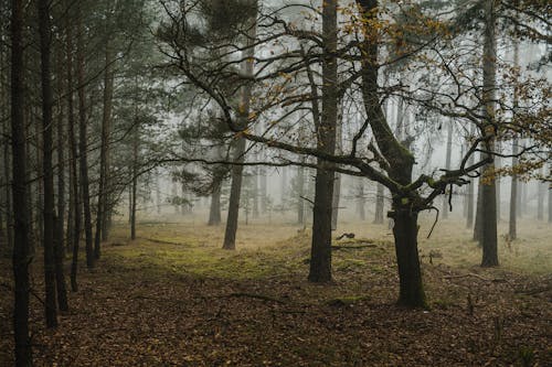 Foto profissional grátis de árvores, floresta, folhas caídas