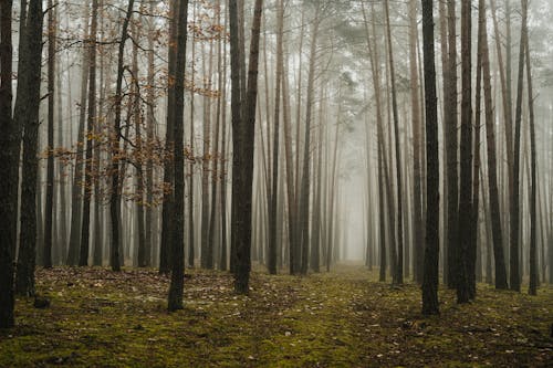 Foto profissional grátis de árvores marrons, árvores nuas, floresta