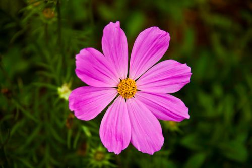 Free Close-up of a vibrant pink cosmos flower with delicate petals and bright yellow center, showcasing nature's beauty. Stock Photo