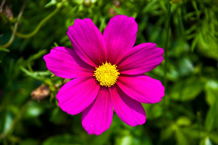 Close-up Of A Magenta Flower