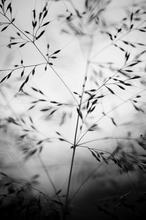 Free Macro shot of grass stems in black and white, creating an abstract and artistic look. Stock Photo