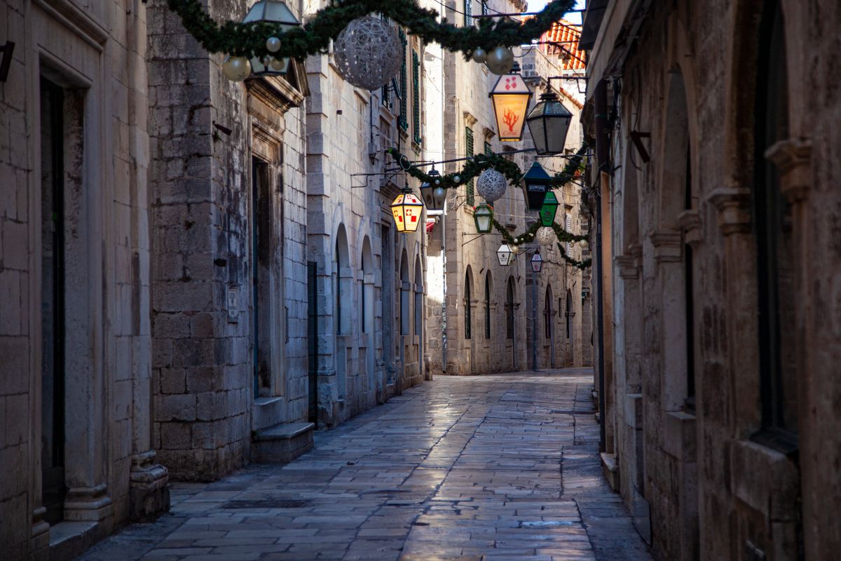 Dogs