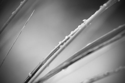 Water Droplets on Plant Stem in Grayscale Photography