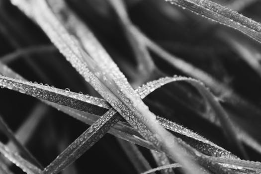 Detailed macro photo capturing raindrops on grass blades in black and white.