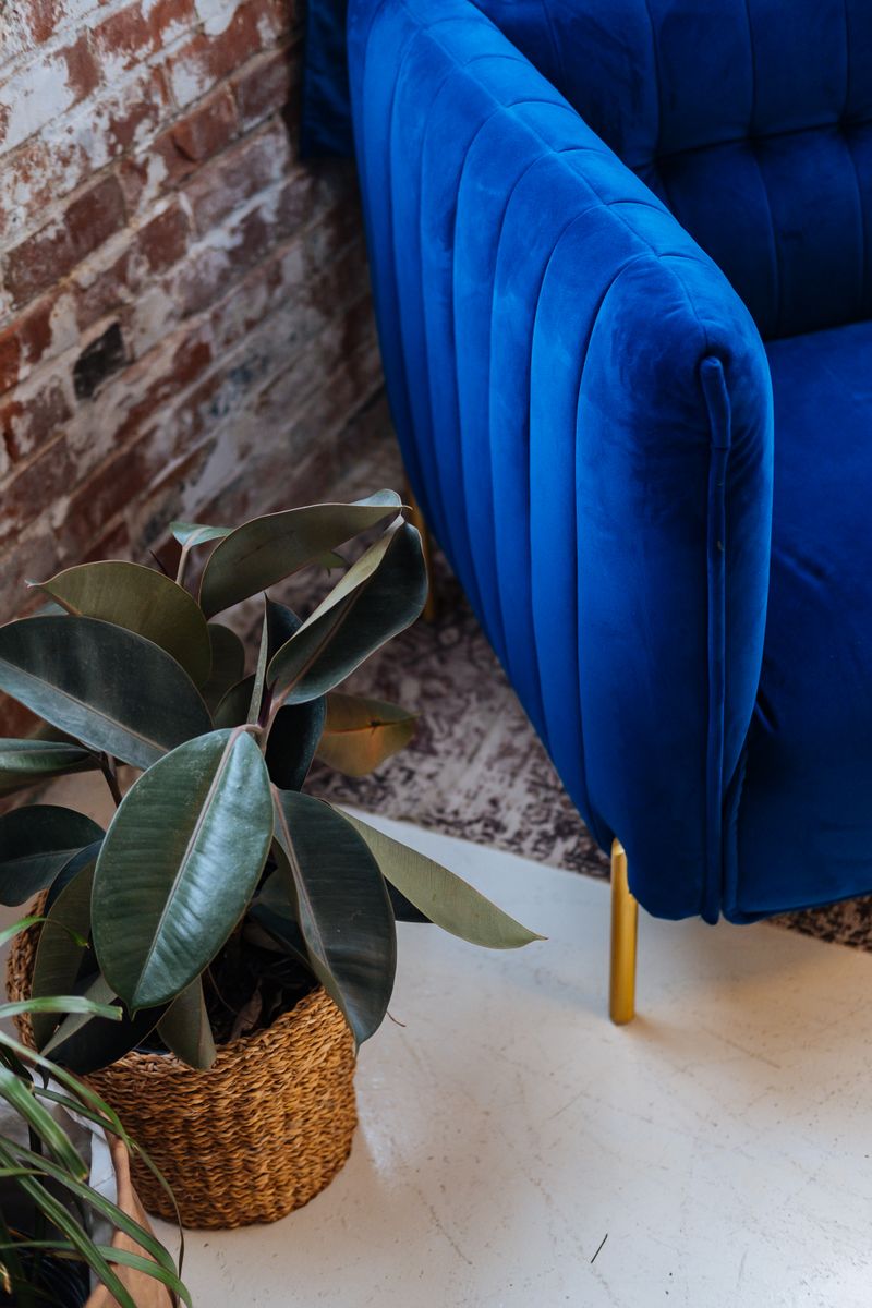 Blue velvet sofa with potted plant