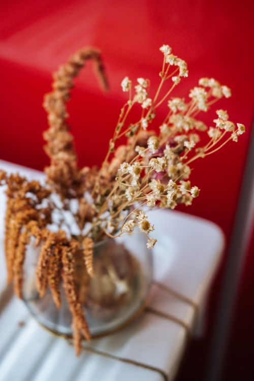 Free Stylish dried flowers on a white surface with a vibrant red background. Stock Photo