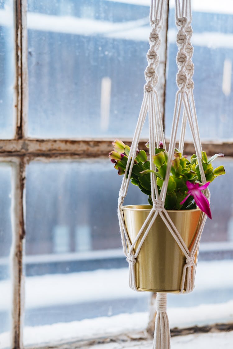 Blooming Plant In Pot Hanging On Window