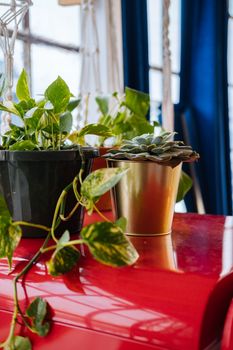 红色盆栽植物充满活力地置于室内表面，营造出自然光线的氛围