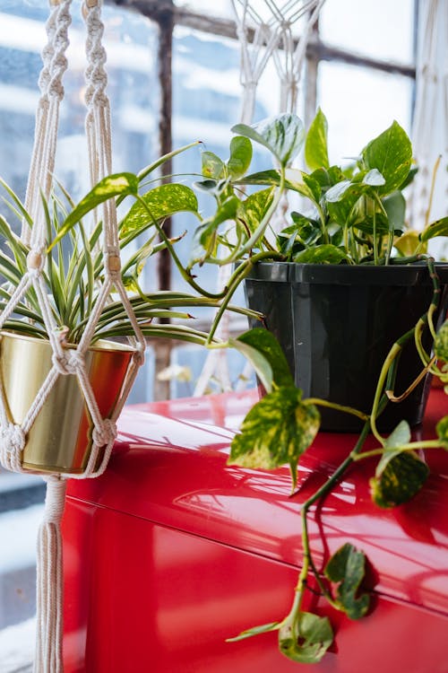 Free Green Plant on Black Pot Stock Photo
