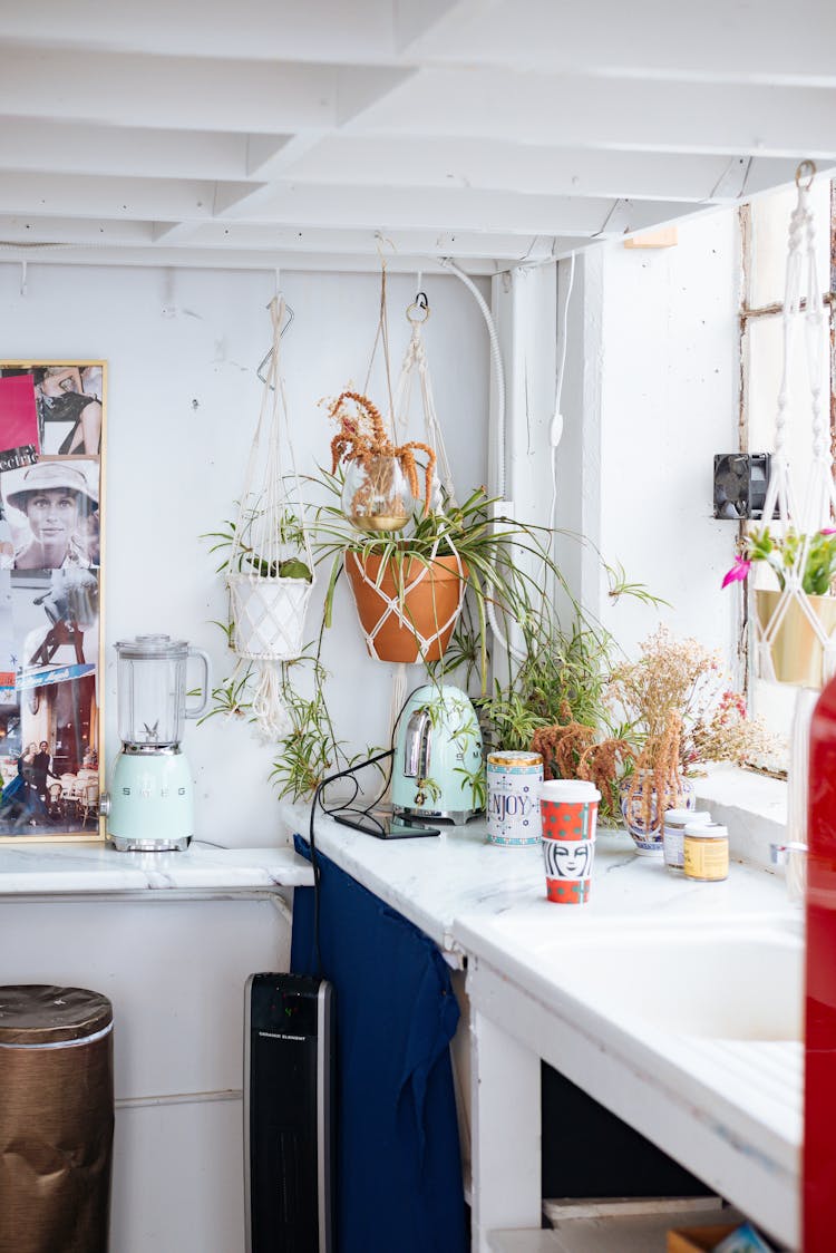 Rustic Kitchen Interior With Plants