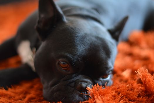 一只黑色法国斗牛犬在室内橙色地毯上放松的特写