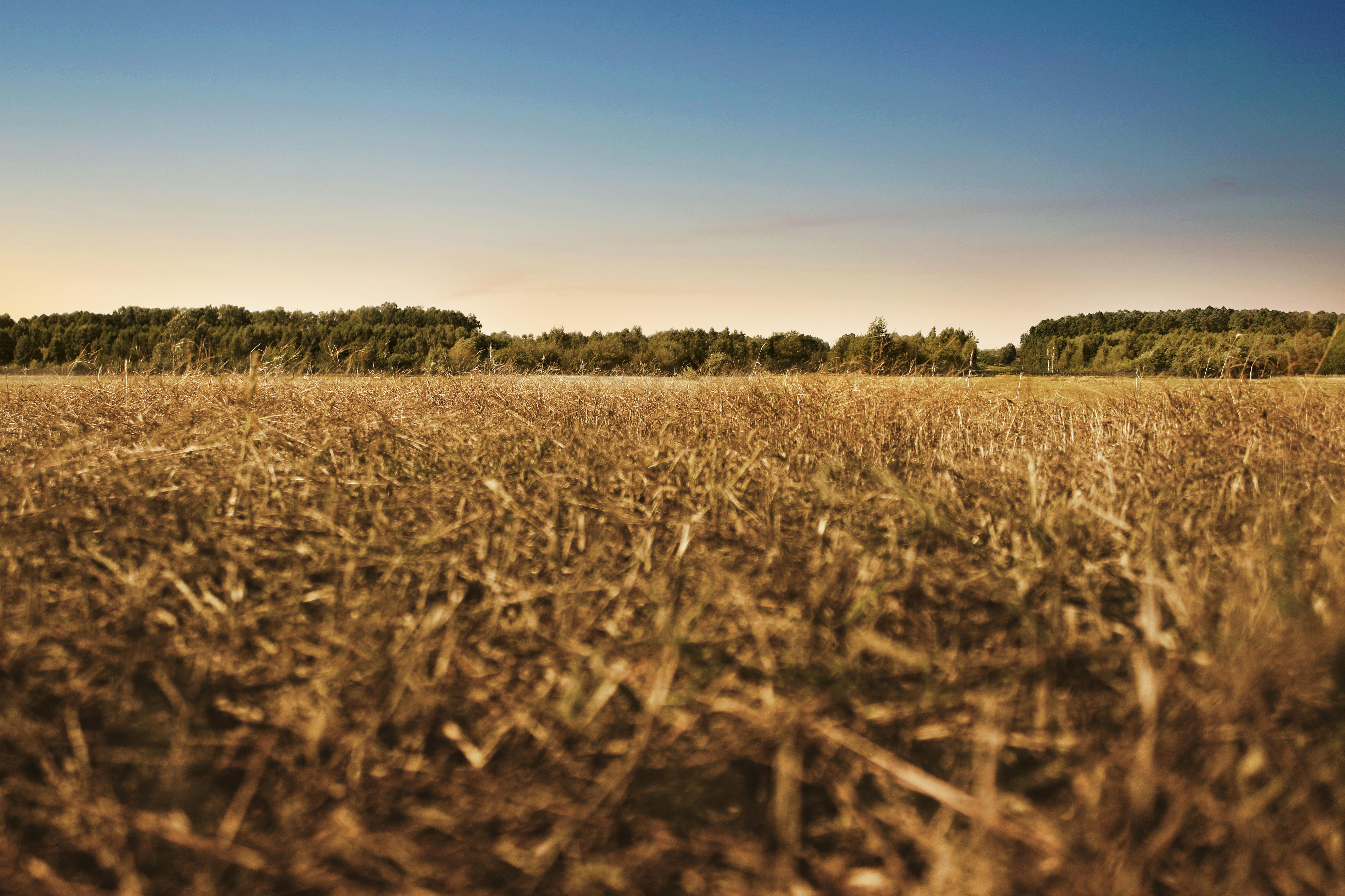 Brown Dried Grass Field · Free Stock Photo