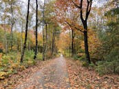 Paved Pathway Between Trees