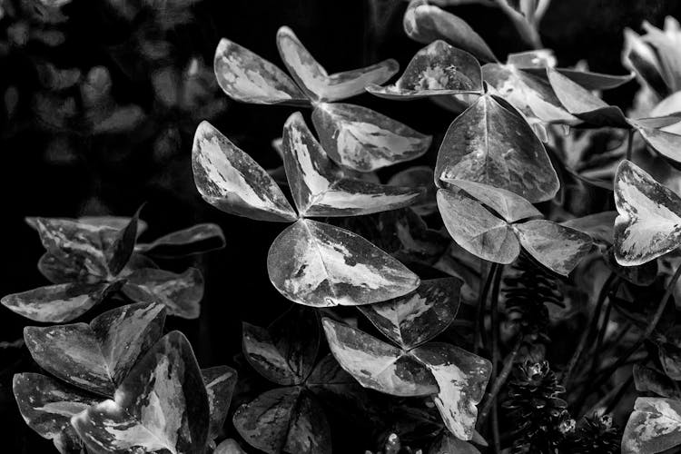 Fragile Leaves Of An Oxalis Plant 