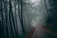 秋季的森林道路落叶成荫，显得喜怒无常而大气
