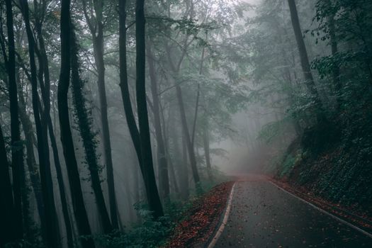秋季的森林道路落叶成荫，显得喜怒无常而大气