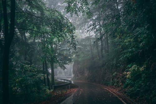 An Asphalt Road With Metal Railing Between Green Trees