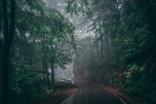 Serene misty road in the forest enveloped by lush green trees and haze, perfect for nature themes.