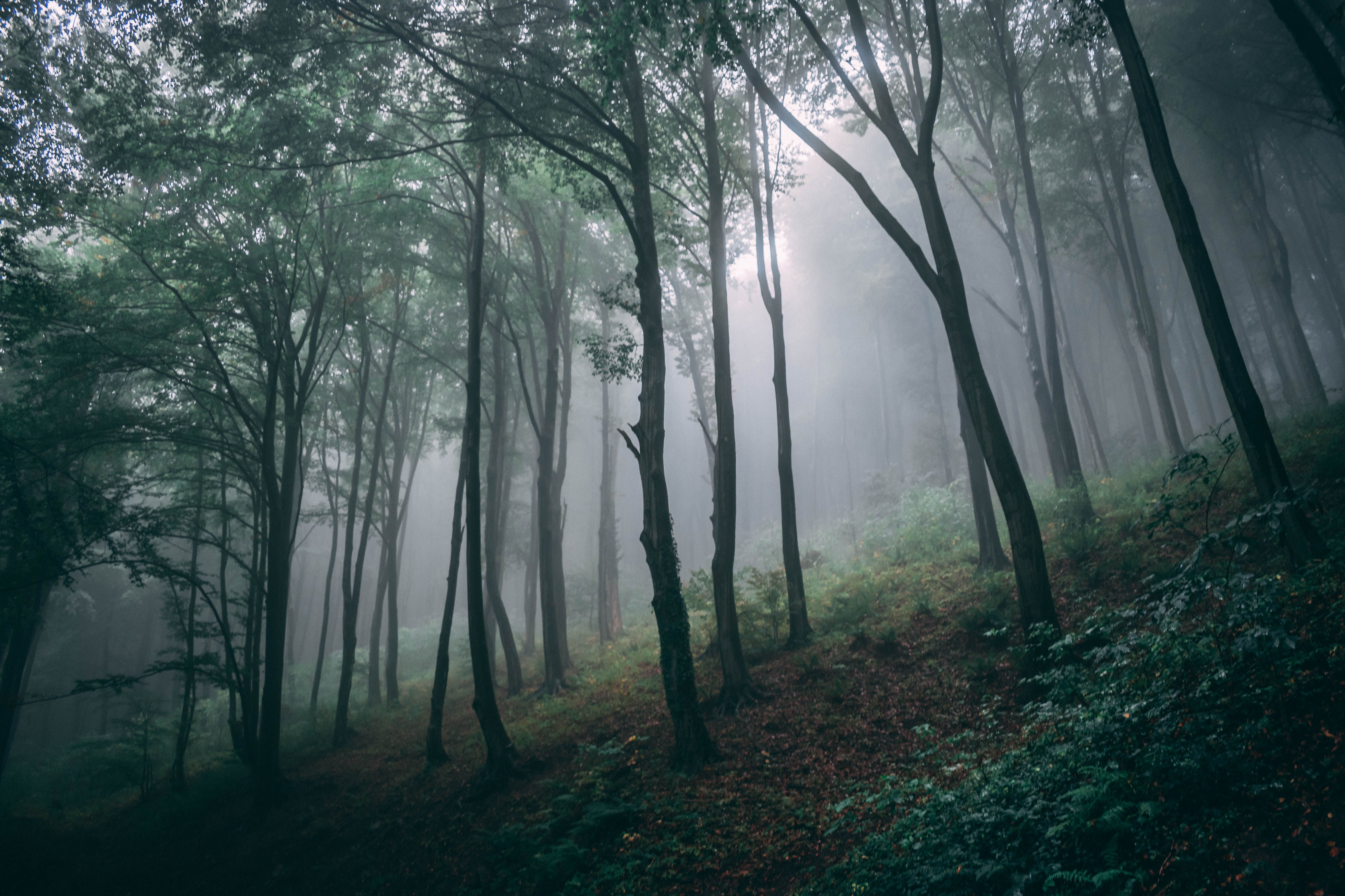 Floresta densa com luz suave da manhã