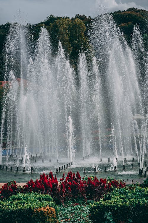 Red Flowers and Fountain in a Park