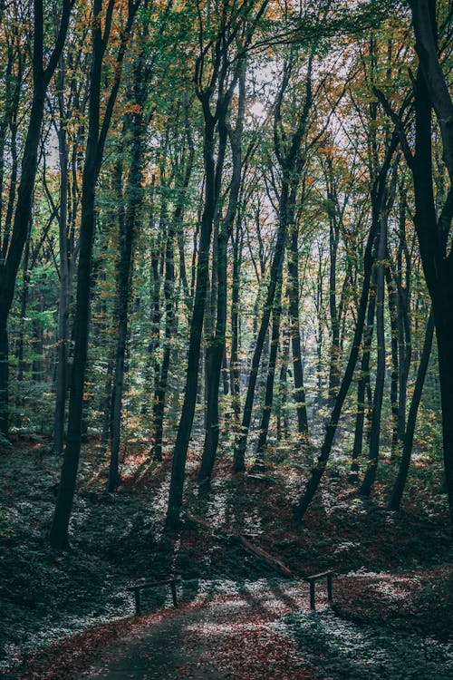 Základová fotografie zdarma na téma chodník, krása v přírodě, les