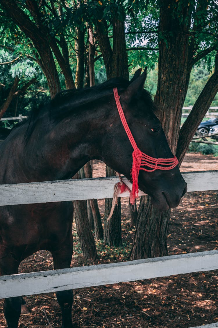 Black Horse At Outdoor Farm