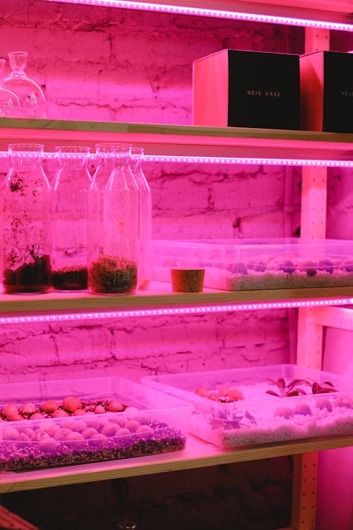 Containers in a Wooden Shelves With a Pink Light