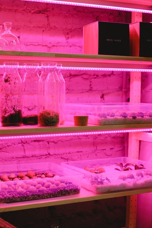 Free Indoor plant shelf with jars and containers under pink LED lighting, creating a vibrant and modern look. Stock Photo
