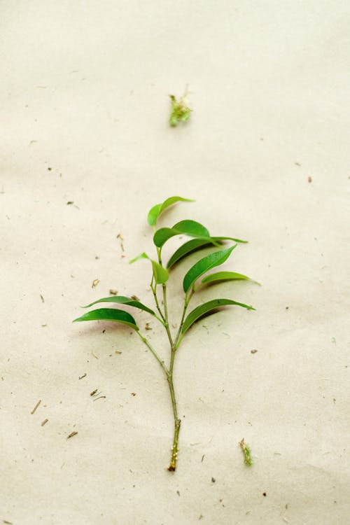 Free Green Plant on White Sand Stock Photo