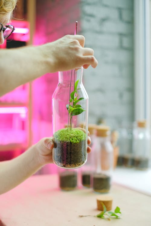 Person Holding Green Plant in Clear Glass Vase
