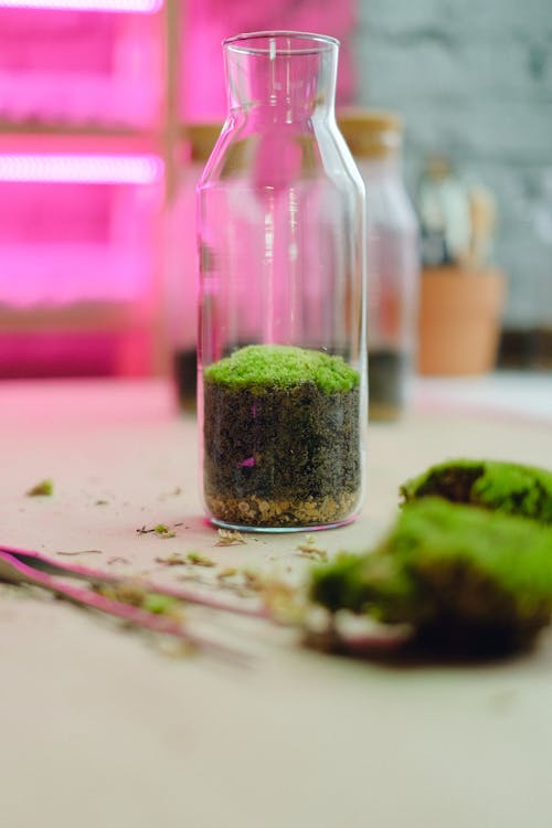 Free Green Moss and Soil in a Glass Jar Stock Photo