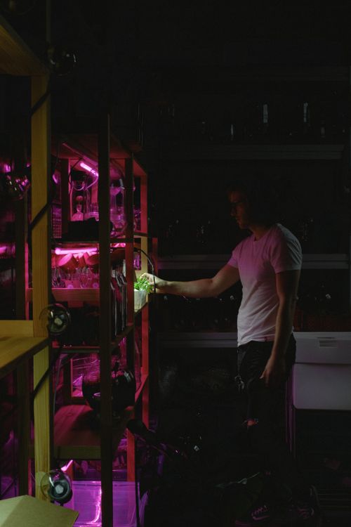 Free A man stands in a dimly lit room, examining plants on illuminated shelves with purple grow lights. Stock Photo