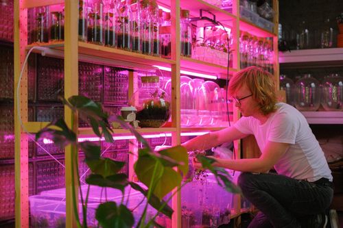 Free A man tending to plant samples under purple grow lights in a laboratory setting. Stock Photo