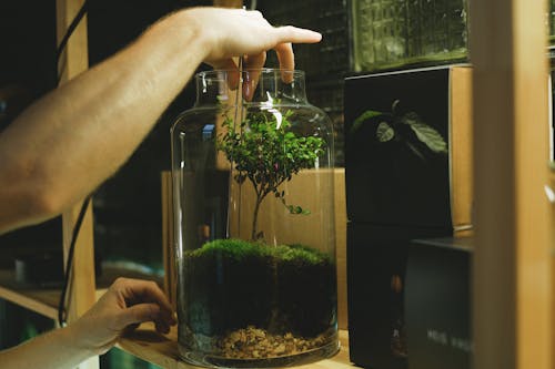 бесплатная Бесплатное стоковое фото с держать, Зеленое растение, миниатюра Стоковое фото