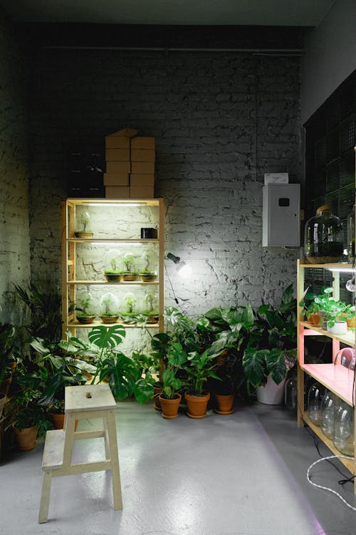 Free Green Potted Plant on Brown Wooden Shelf and Concrete Floor Stock Photo