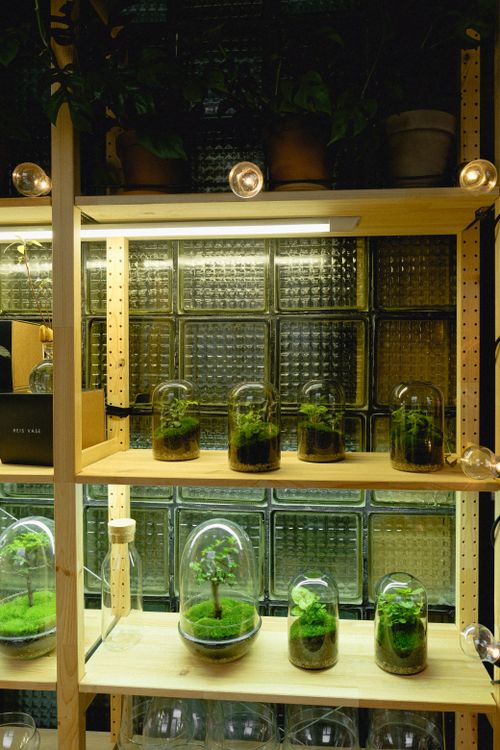 Free A beautifully arranged indoor terrarium garden showcased on wooden shelves with glass jars. Stock Photo
