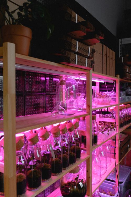 Free A vibrant vertical arrangement of terrariums lit with pink LED lights on wooden shelves indoors. Stock Photo