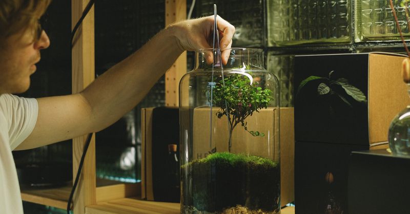 Terrarium de plantes : c’est quoi et où le poser chez soi ?