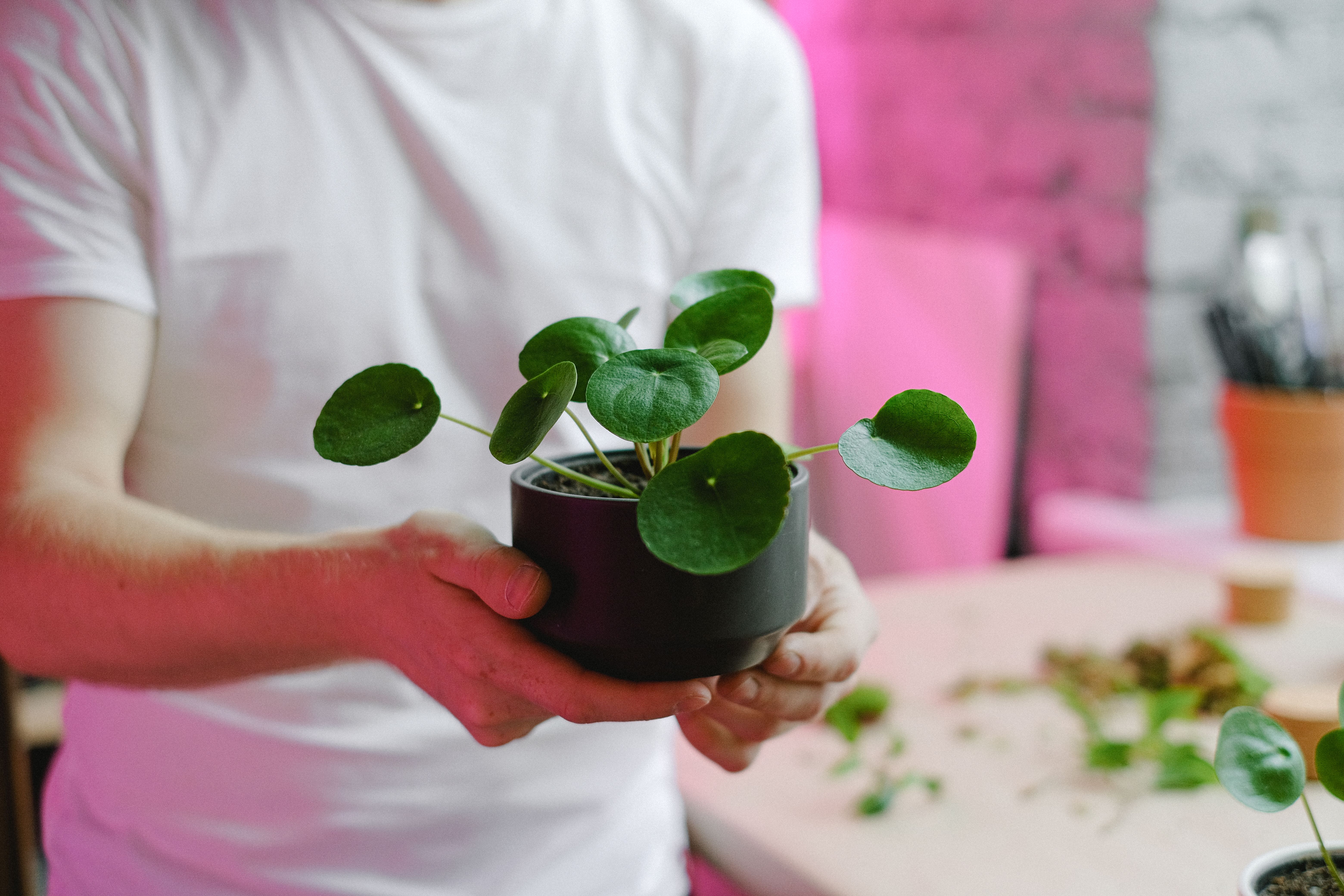 Ces plantes prospèrent dans l'ombre de votre maison