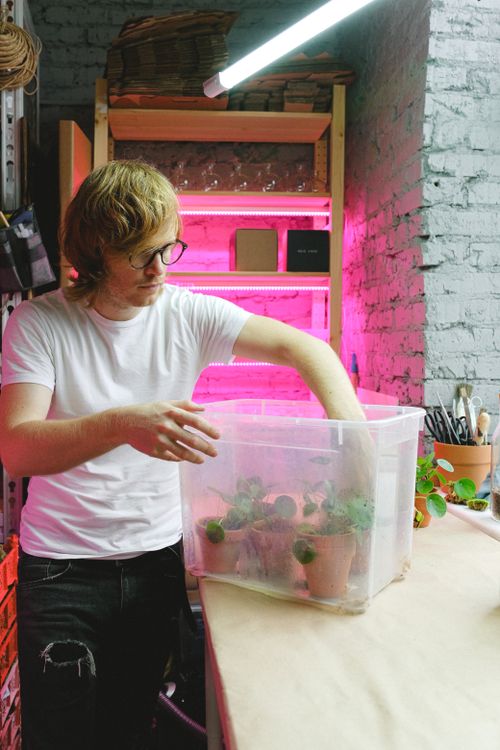 Free An adult man with eyeglasses adjusts potted plants in a clear plastic box indoors under pink neon lighting. Stock Photo