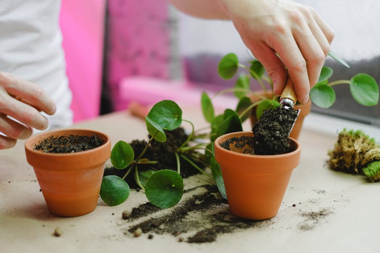 Person Repotting House Plants