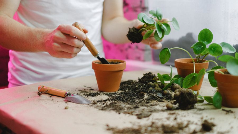 How to Start an Herb Garden (Indoors or Out)