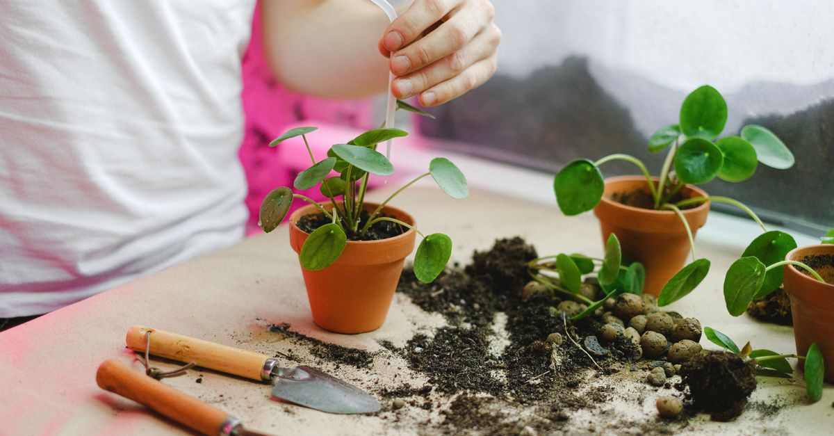 Why Your Indoor Plants Are Dying (And The Counter-Intuitive Truth About What They Really Need)